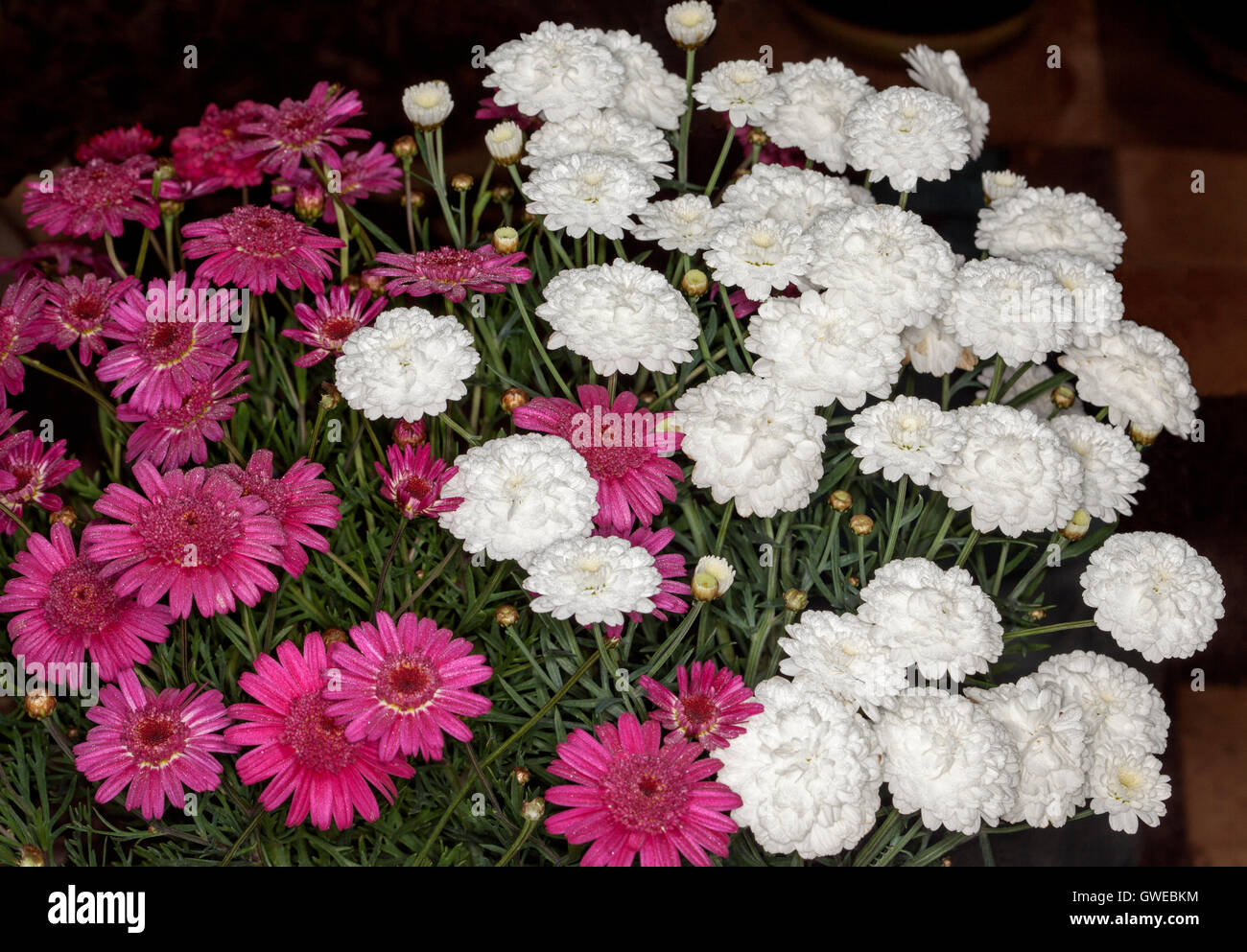Large cluster of stunning red & white flowers, buds & leaves of Argyranthemum frutescens, perennial daisies on dark background Stock Photo
