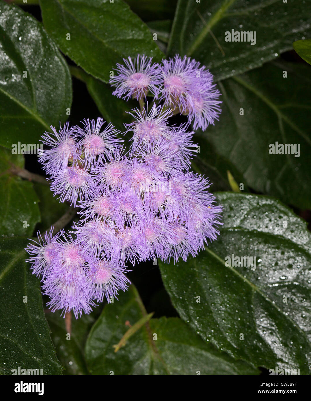 Large cluster of fluffy mauve flowers & dk leaves of Bartlettina sordida nana syn Eupatorium, Mexican mist / purple torch flower Stock Photo