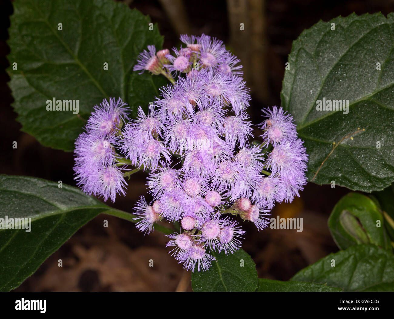 Large cluster of fluffy mauve flowers & dk leaves of Bartlettina sordida nana syn Eupatorium, Mexican mist / purple torch flower Stock Photo