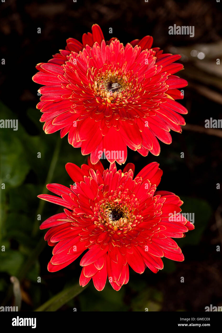 Two large and spectacular vivid red gerbera flowers with double layers of petals on dark background Stock Photo