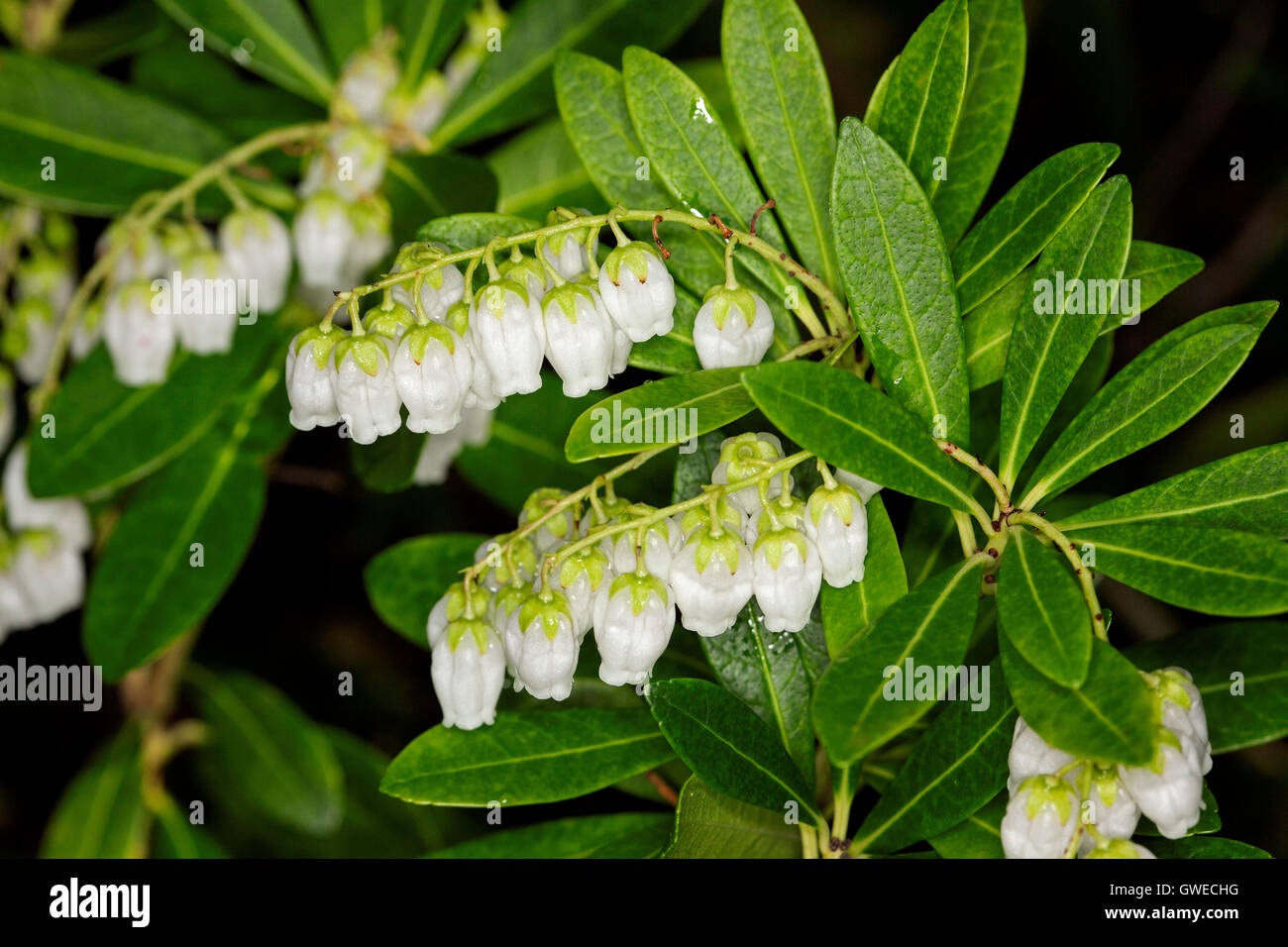 Clusters of white flowers & emerald green leaves of shrub Pieris ryukuensis 'Temple Bells' on dark background Stock Photo