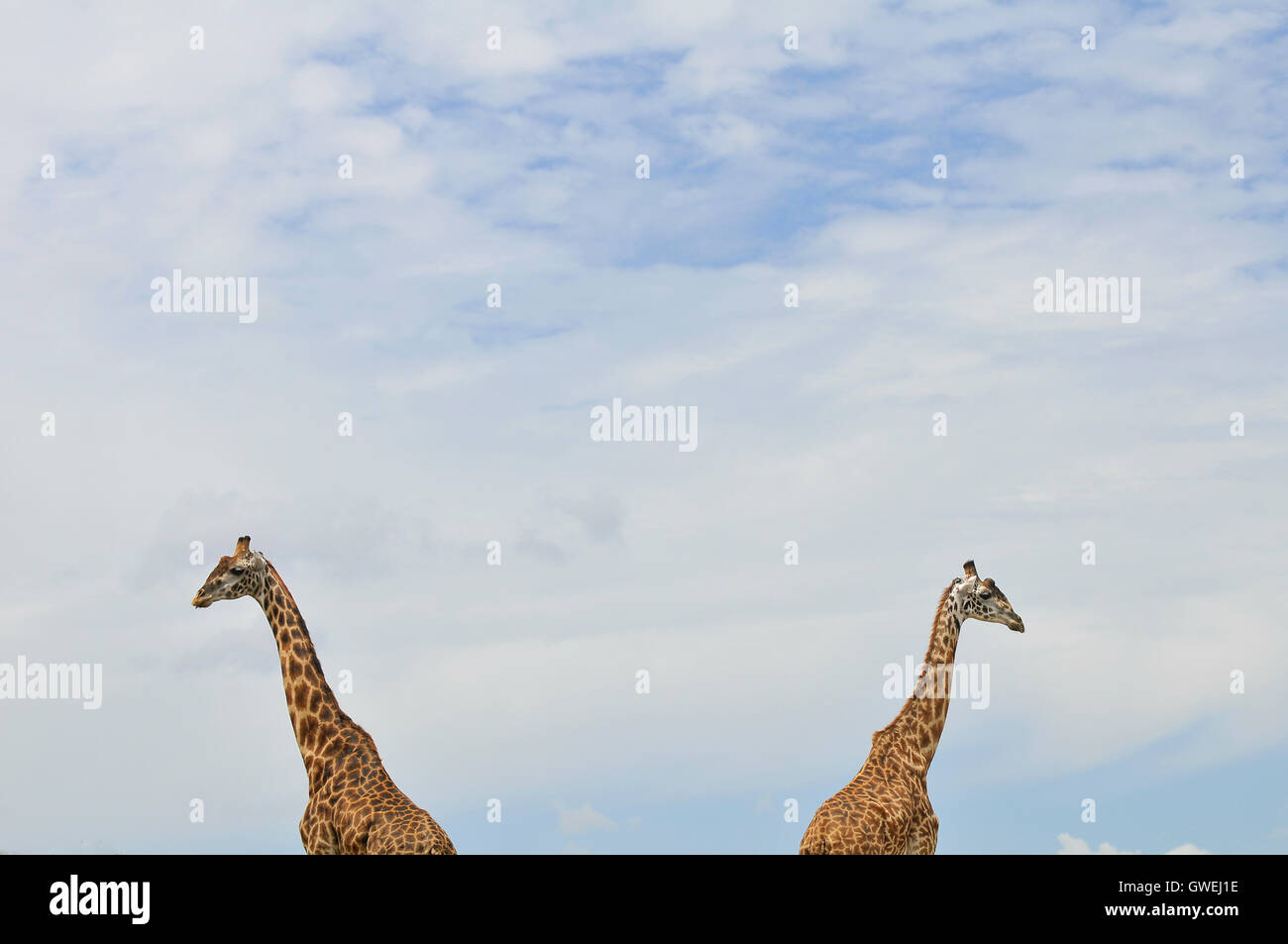 Two giraffes walking hi-res stock photography and images - Alamy