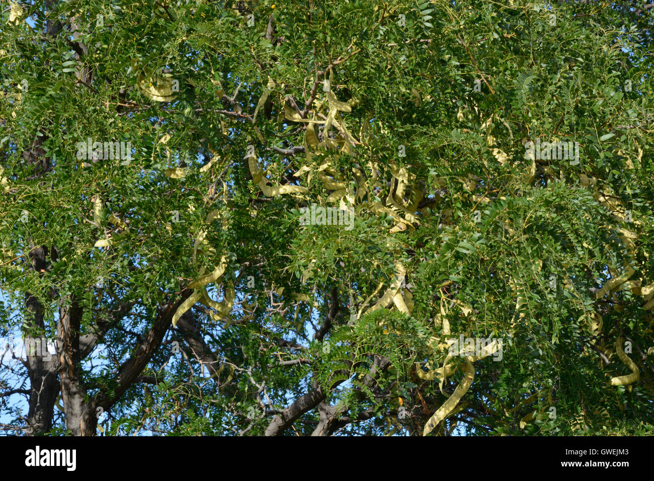 Honey Locust tree foliage with young seed pods Stock Photo Alamy