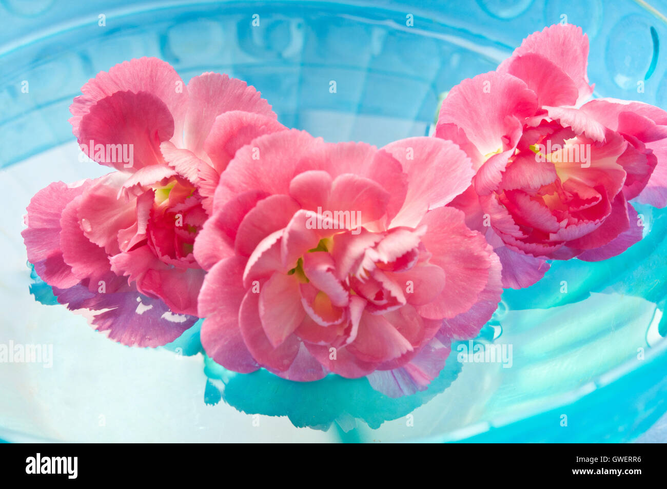 pink Carnation flowers in water, meditation and mindfulness Stock Photo