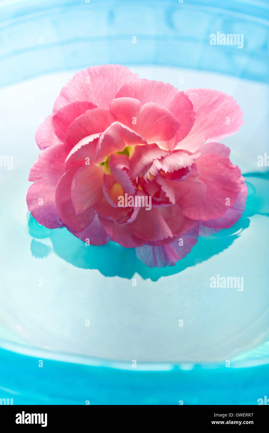 pink Carnation flower in water, meditation and mindfulness Stock Photo