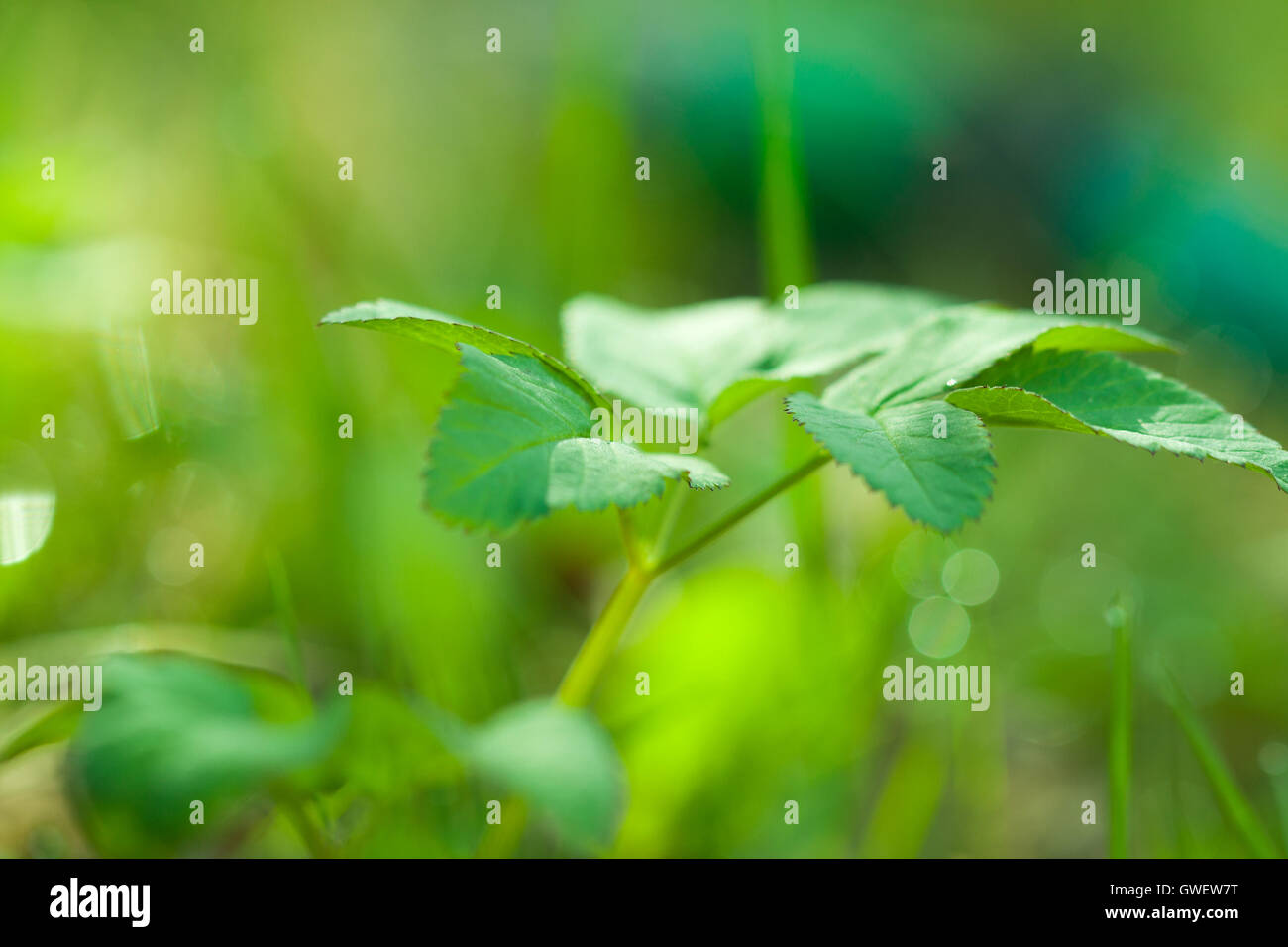 Botanic ecological nature image: young fresh partially defocused spring plant closeup against blurred green eco background. Stock Photo