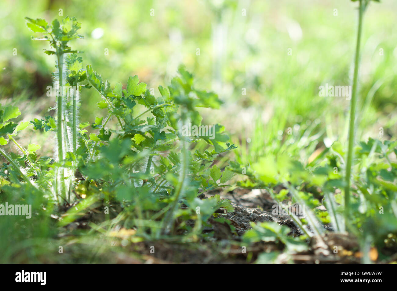 Botanic gardening nature image: greater celandine (tetterwort, sanguinaria canadensis, nipplewort, swallowwort) Stock Photo