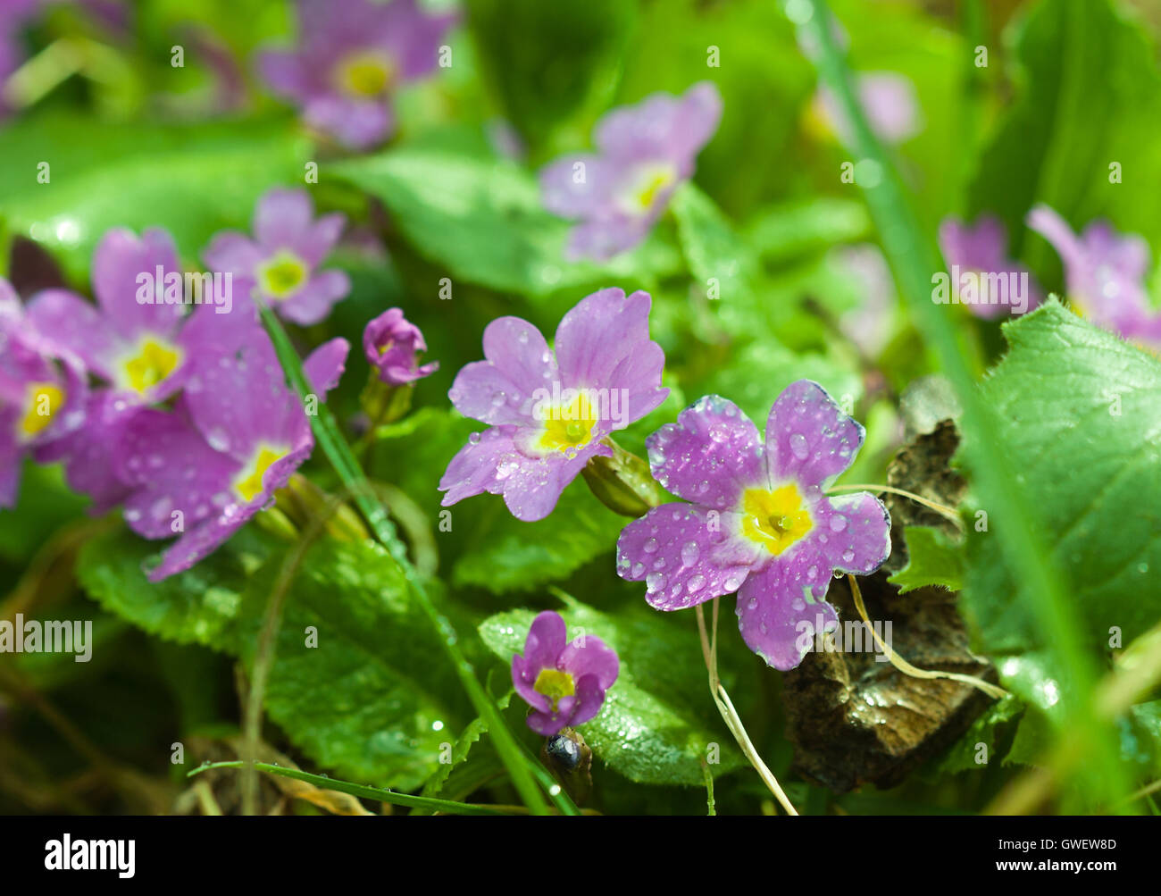 Botanic gardening plant nature image: primrose (primula, oxlip) flowers with water drops (dew) closeup Stock Photo