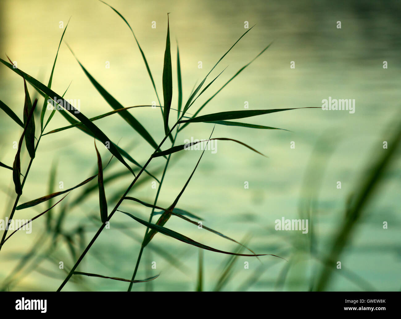 Green abstract background: silhouettes of plant (reed, rush, cabe) bush ...