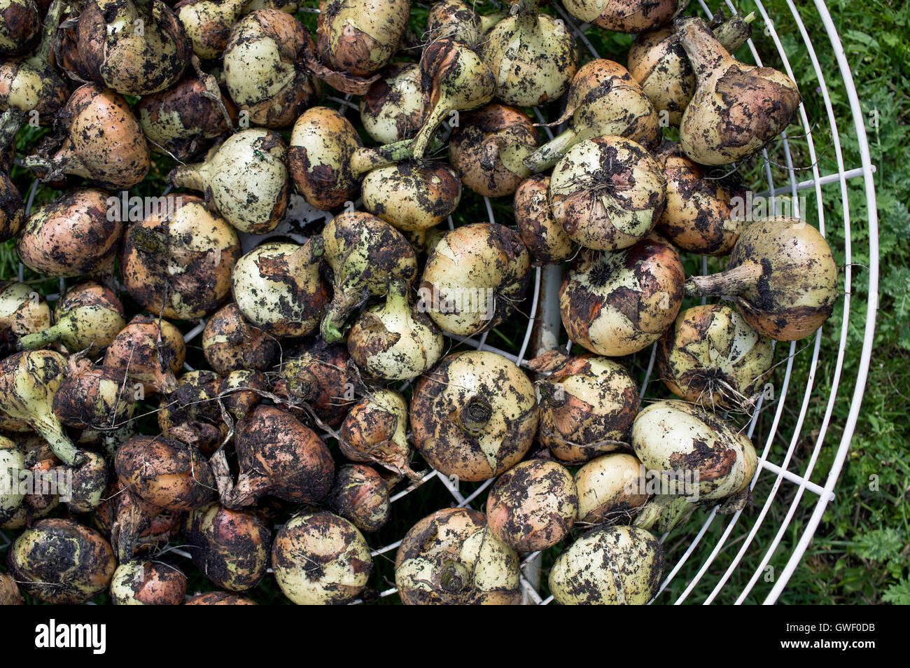 Overhead bulbs hi-res stock photography and images - Alamy