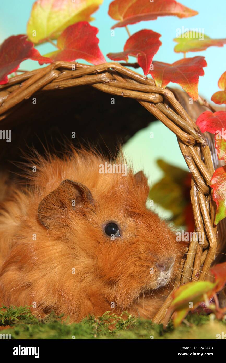 Autumn guinea pigs hires stock photography and images Alamy