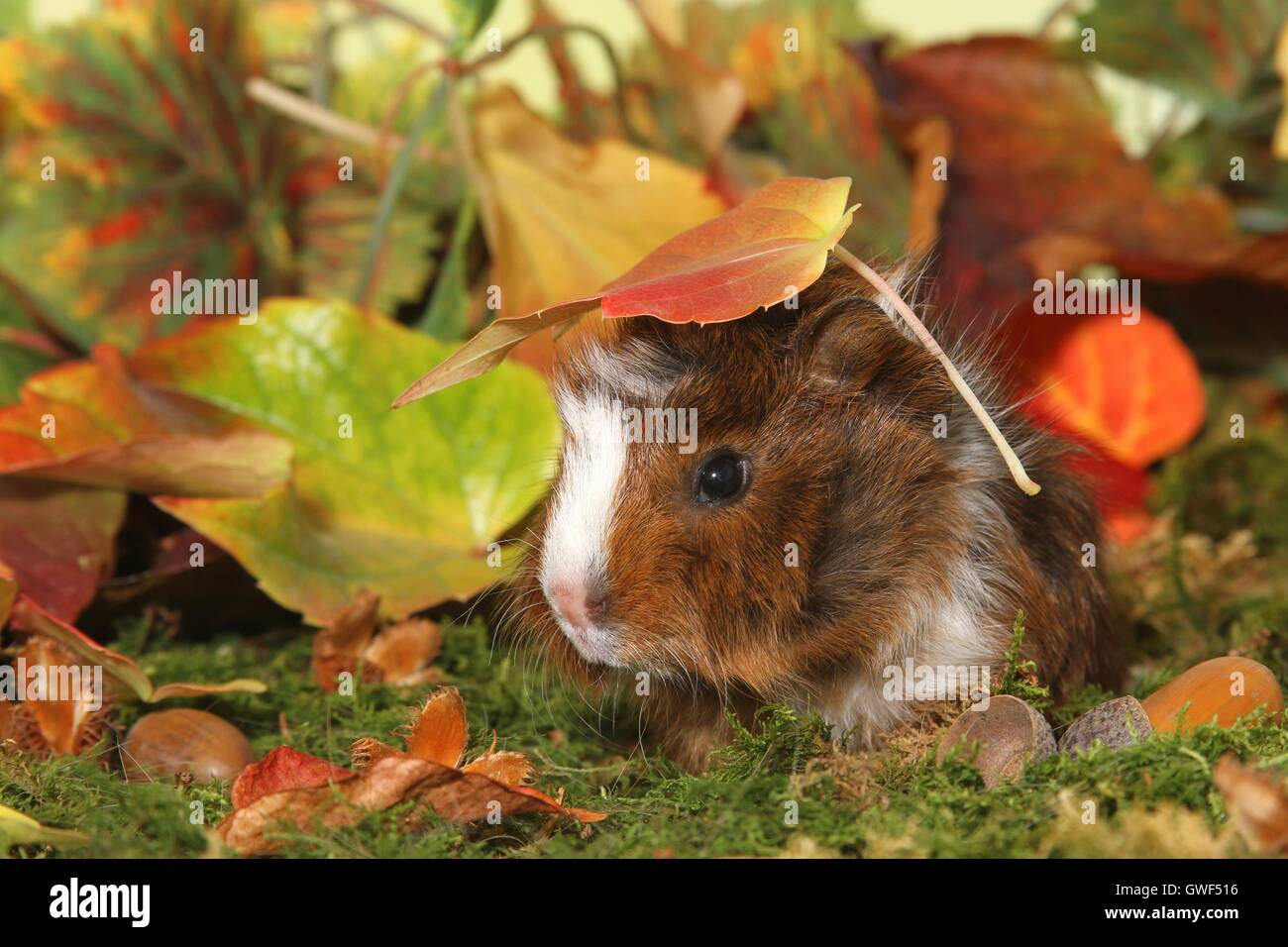 young Abyssinian guinea pig Stock Photo