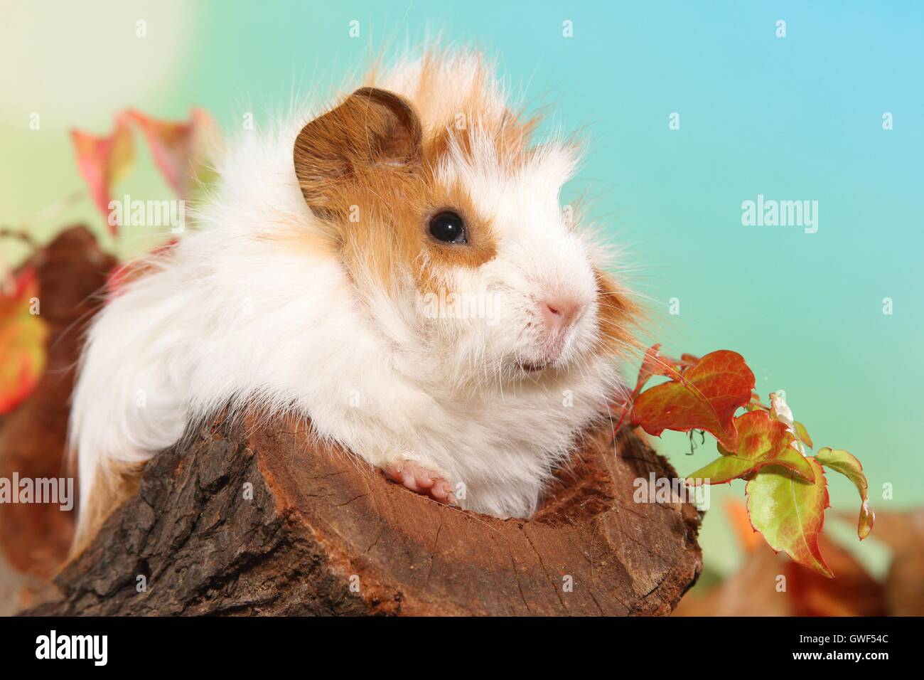 young angora guinea pig Stock Photo
