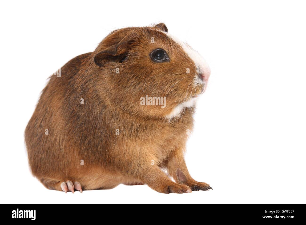 Smooth-haired Guinea Pig Stock Photo
