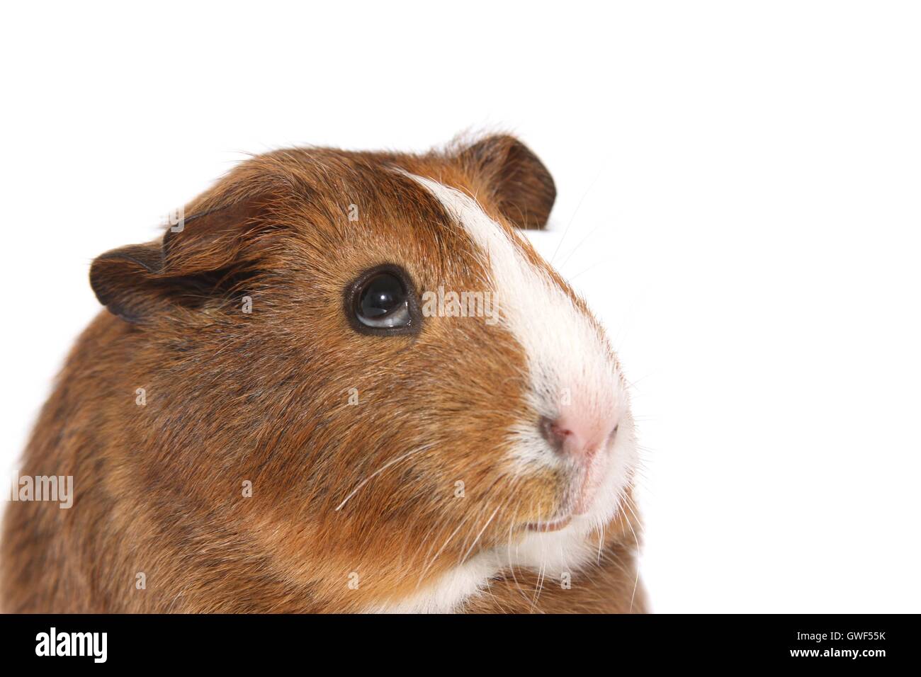 Smooth-haired Guinea Pig Stock Photo