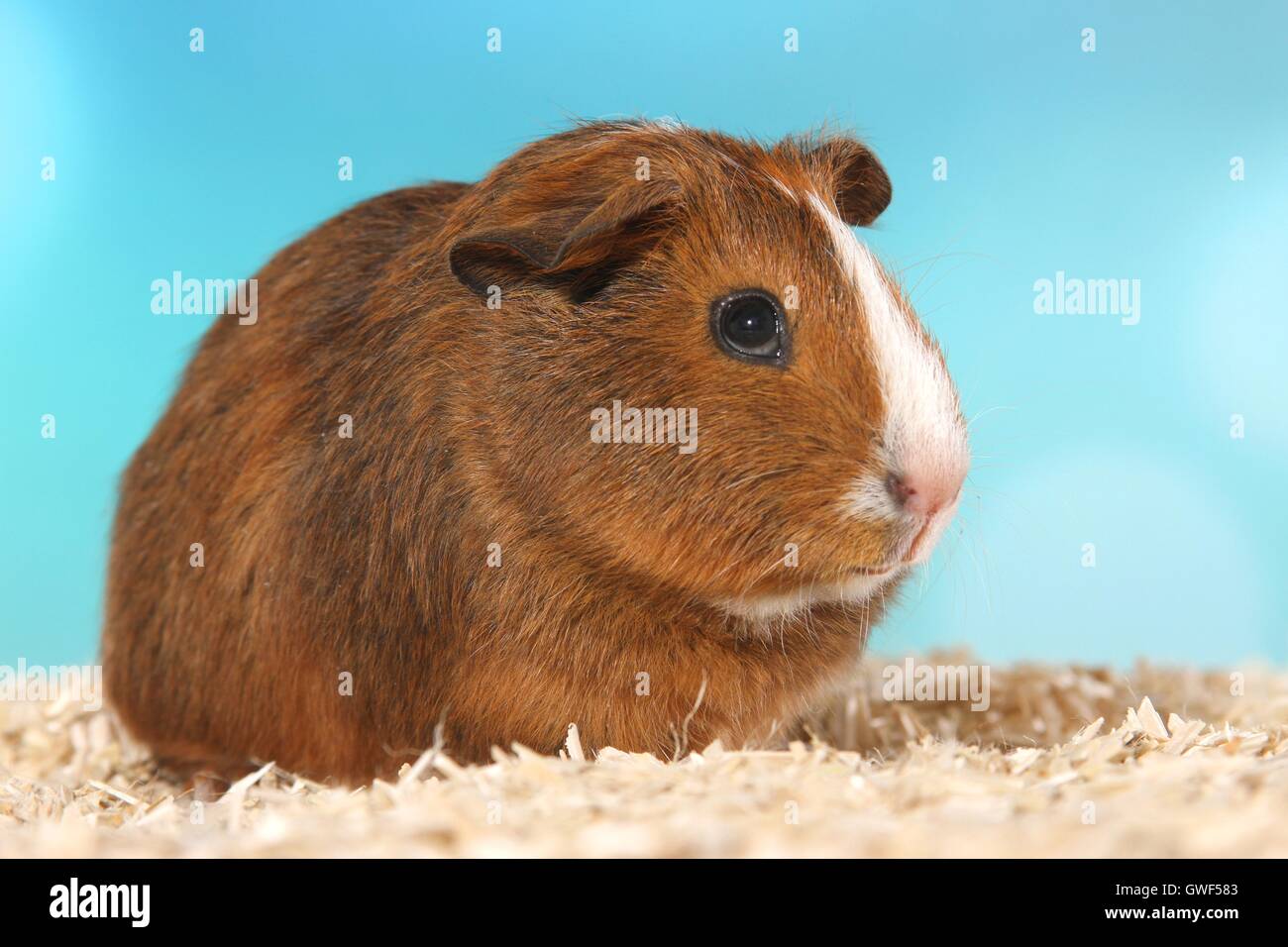 Smooth-haired Guinea Pig Stock Photo