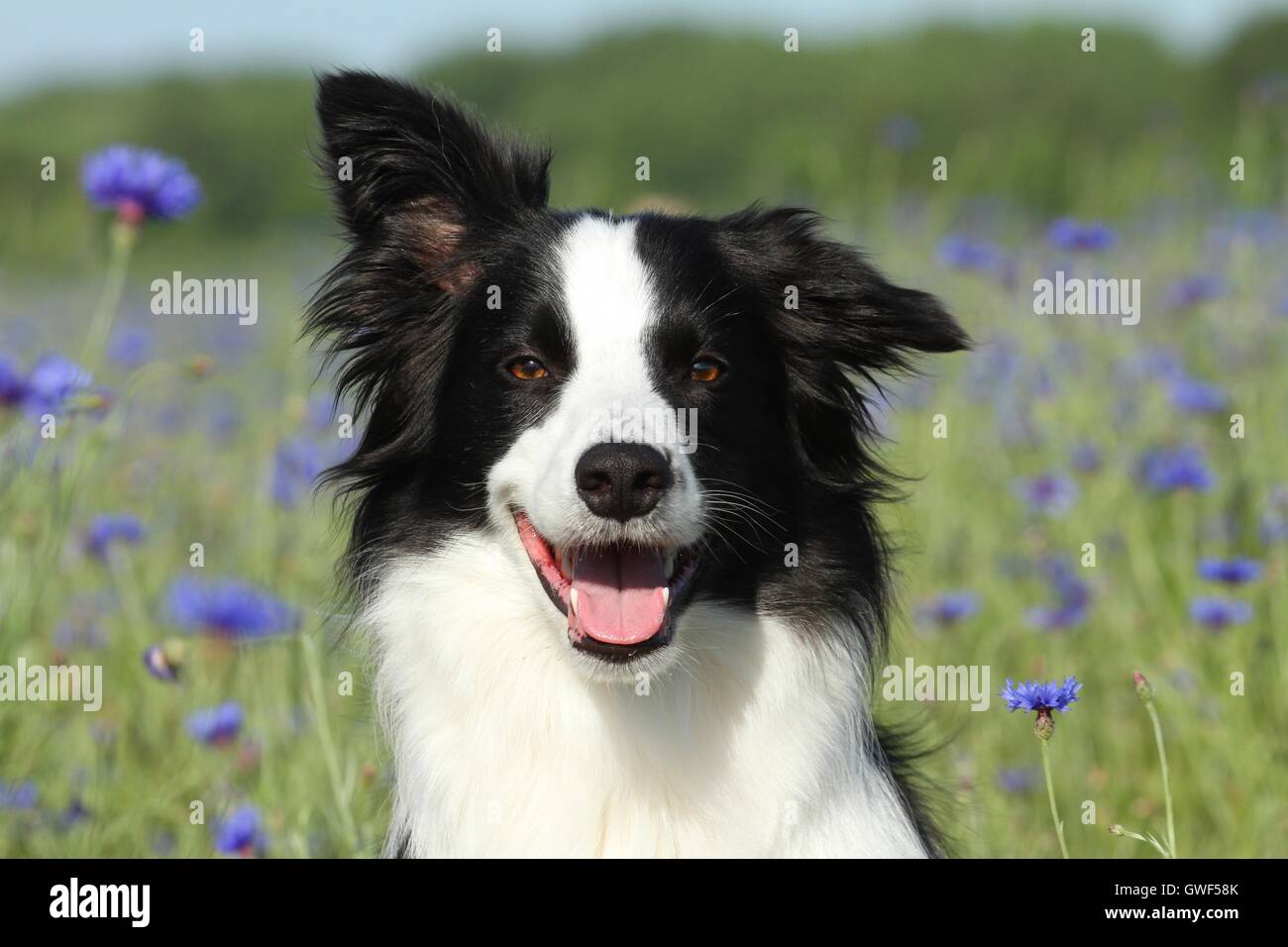 Border Collie Portrait Stock Photo