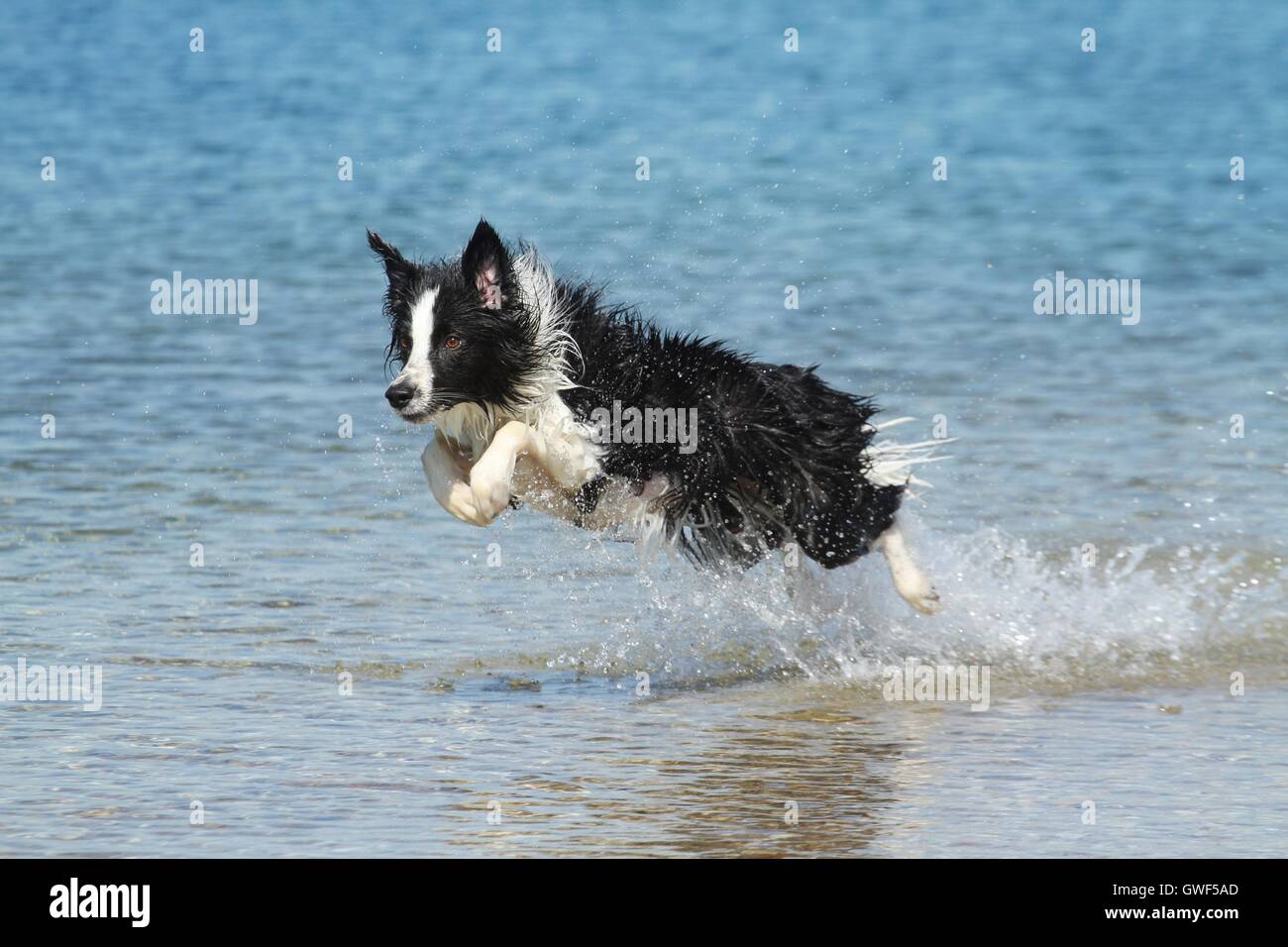 jumping Border Collie Stock Photo
