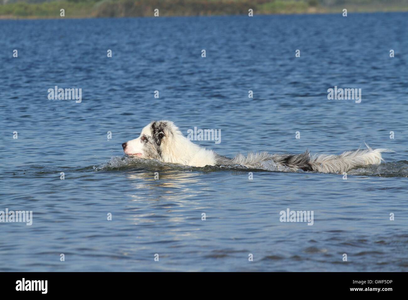 swimming Australian Shepherd Stock Photo Alamy