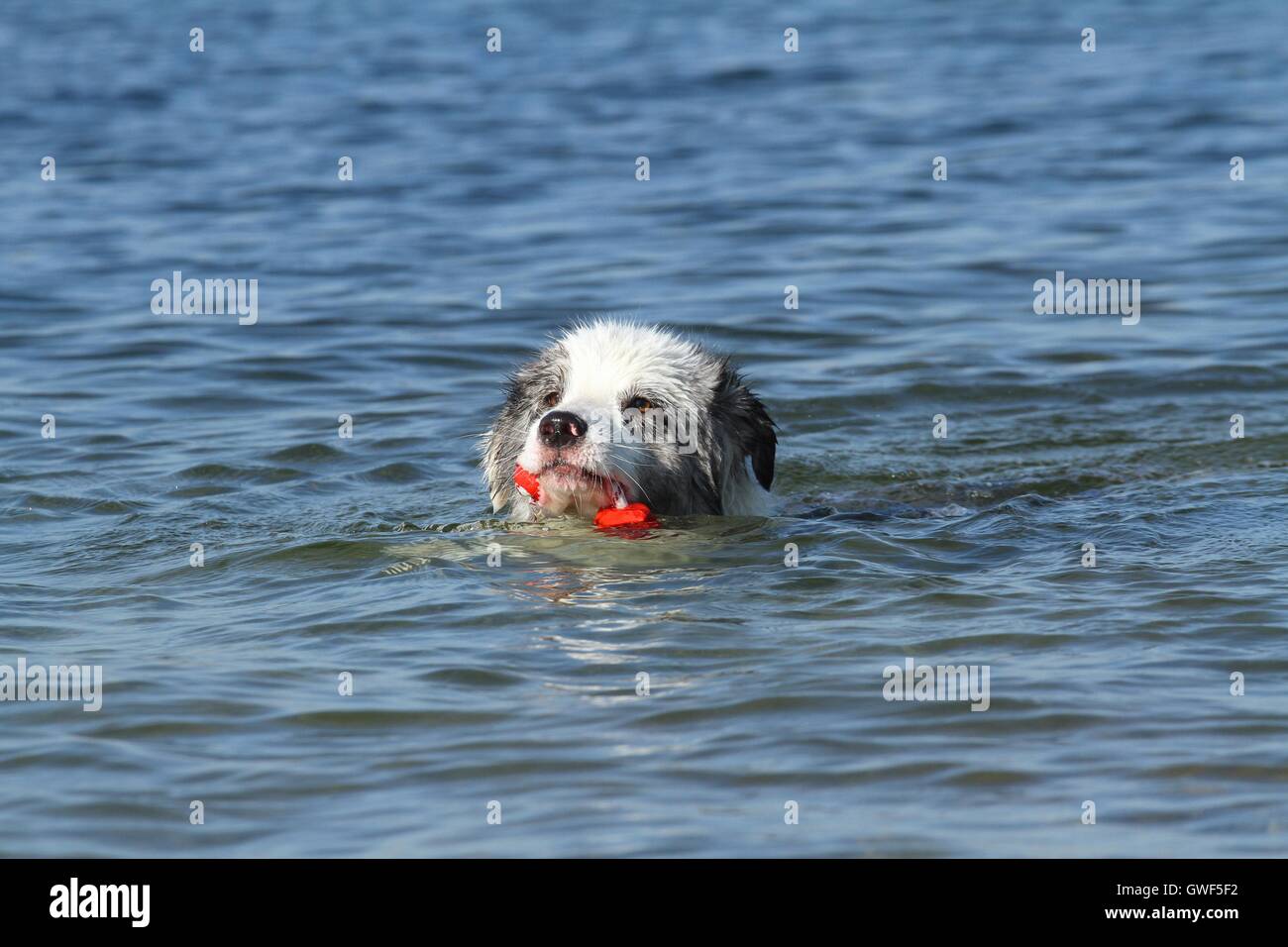 swimming Australian Shepherd Stock Photo Alamy