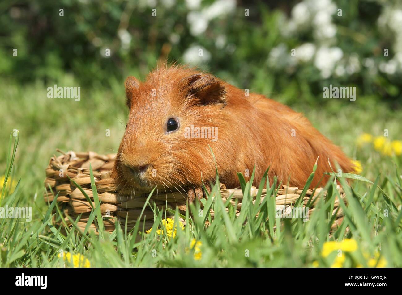 Sheltie guinea pig Stock Photo - Alamy