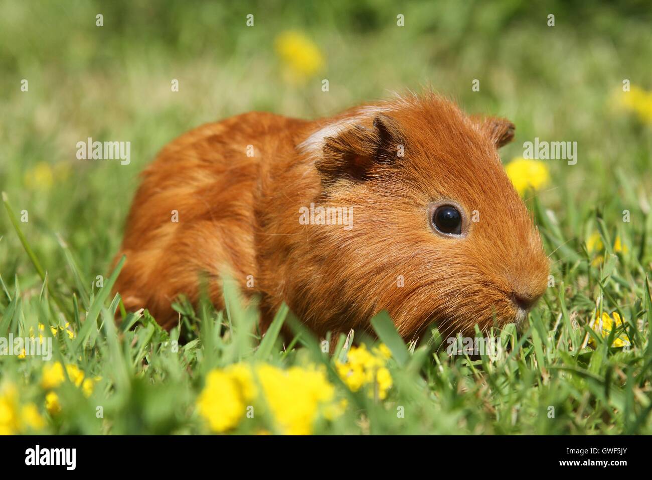 Sheltie guinea pig Stock Photo - Alamy