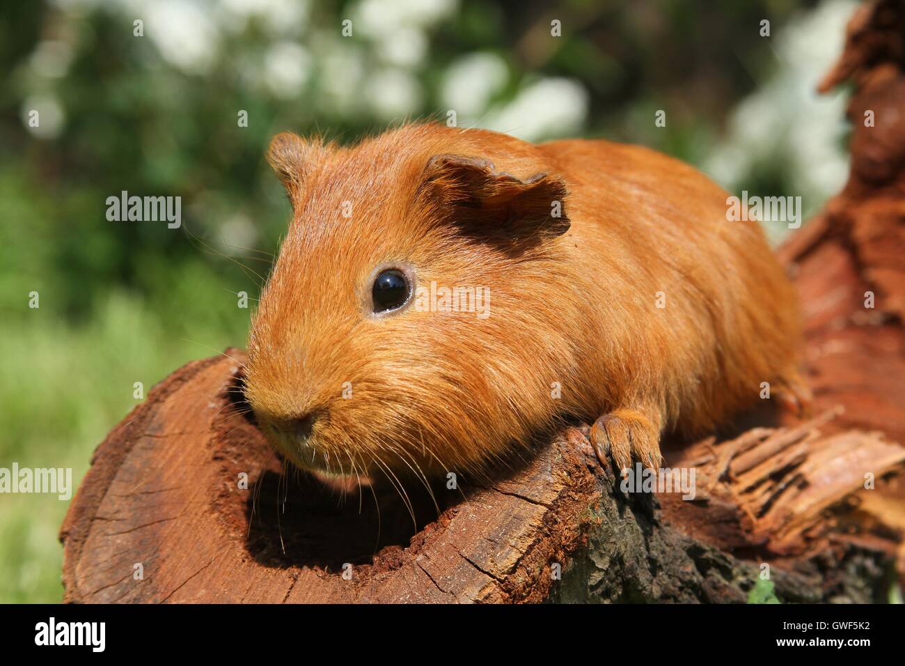 Sheltie guinea pig Stock Photo - Alamy