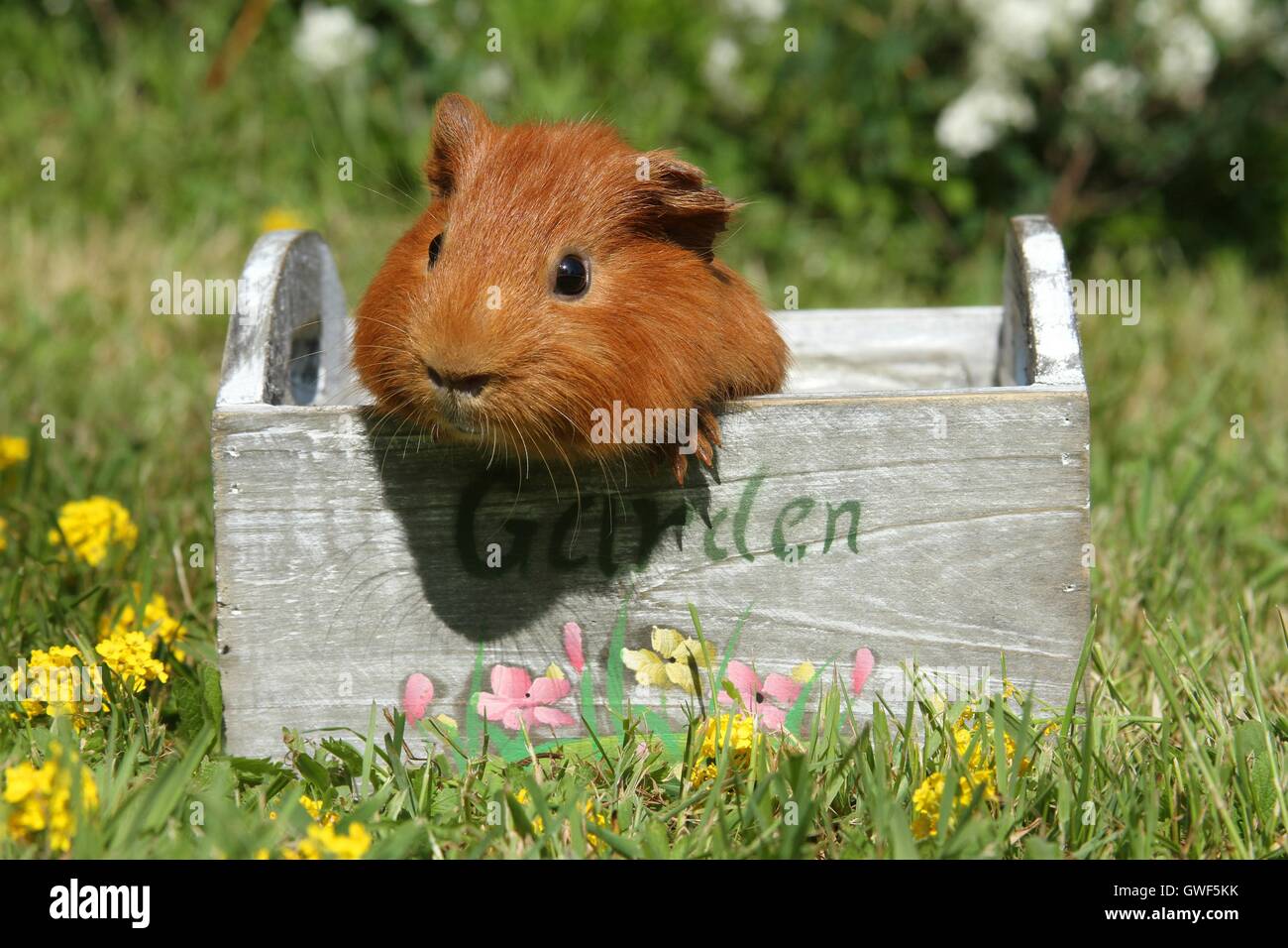 Sheltie guinea pig Stock Photo