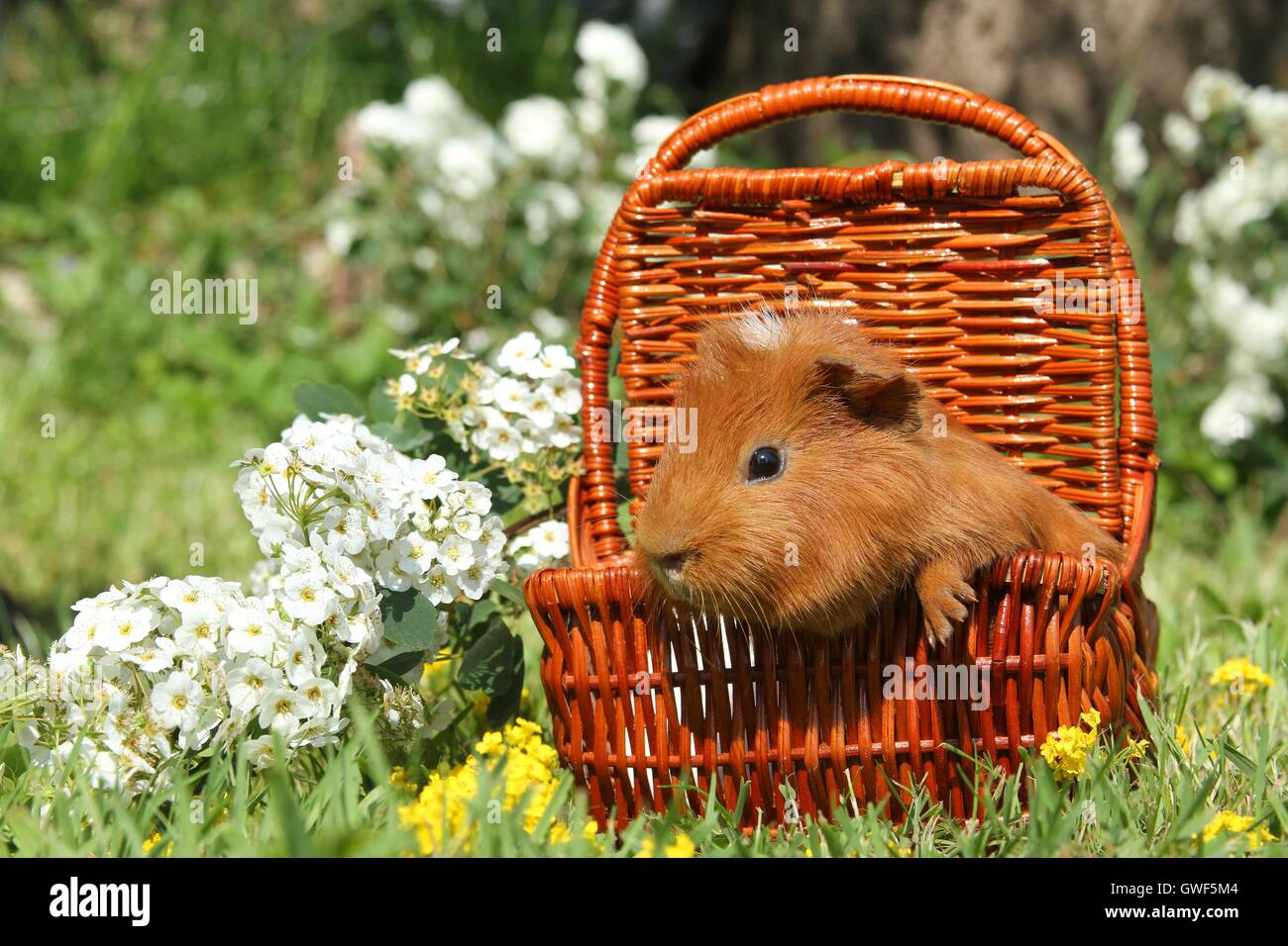 Sheltie guinea pig Stock Photo - Alamy