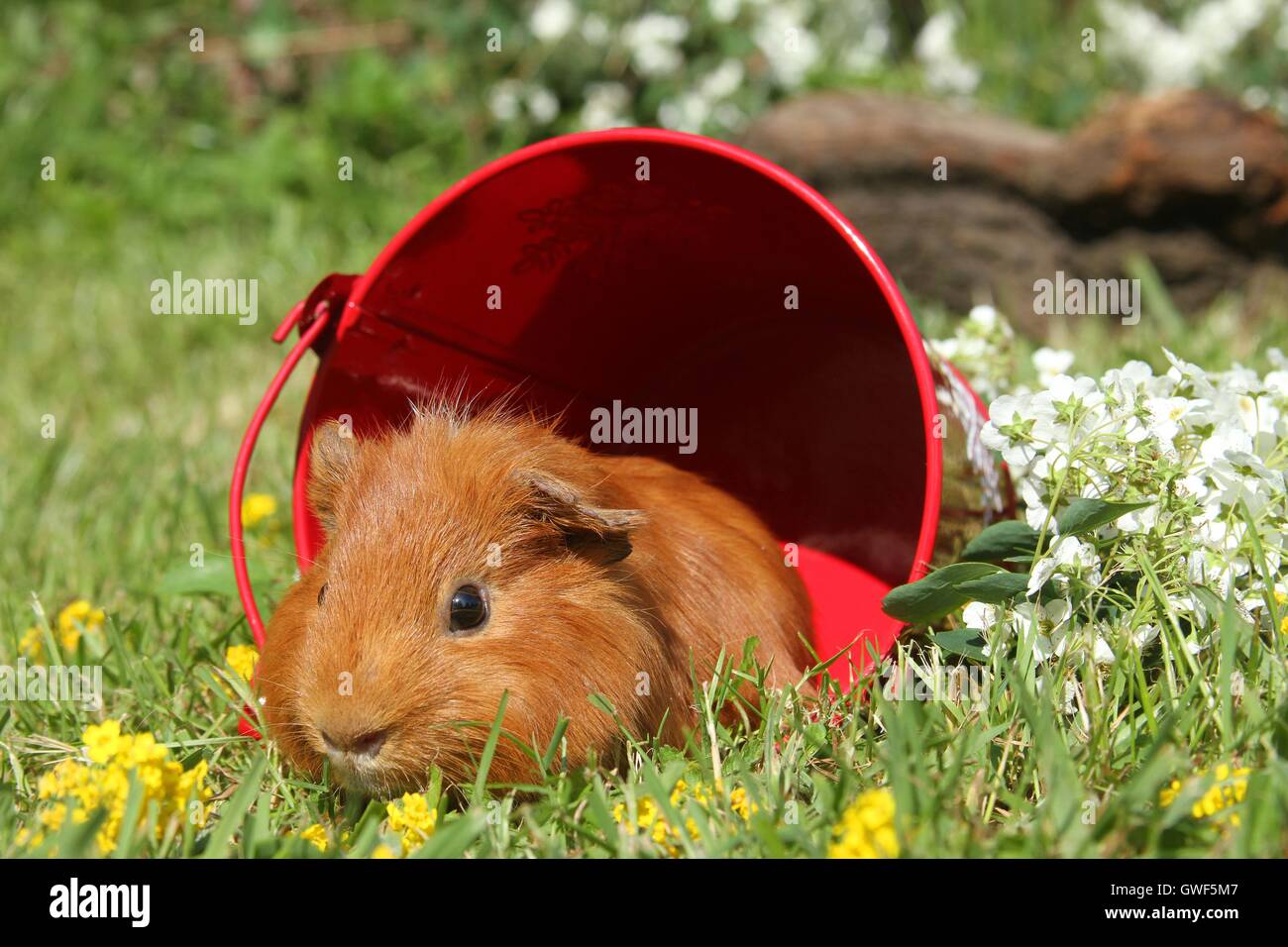 Sheltie guinea pig Stock Photo - Alamy