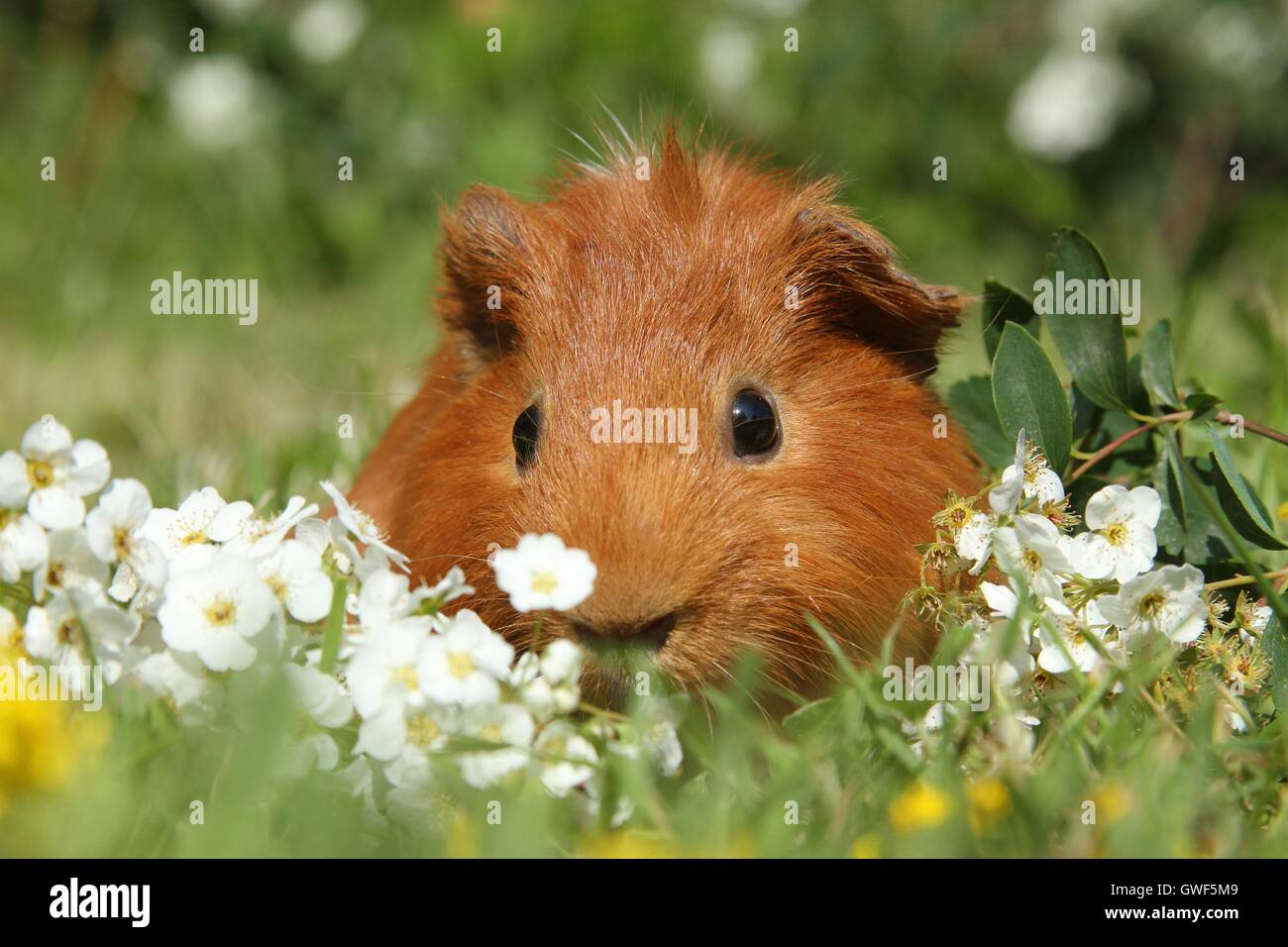 Sheltie guinea pig Stock Photo - Alamy