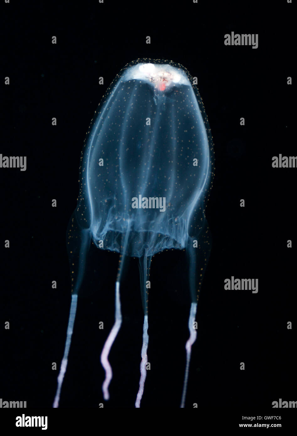 Cubozoan jellyfish hires stock photography and images Alamy