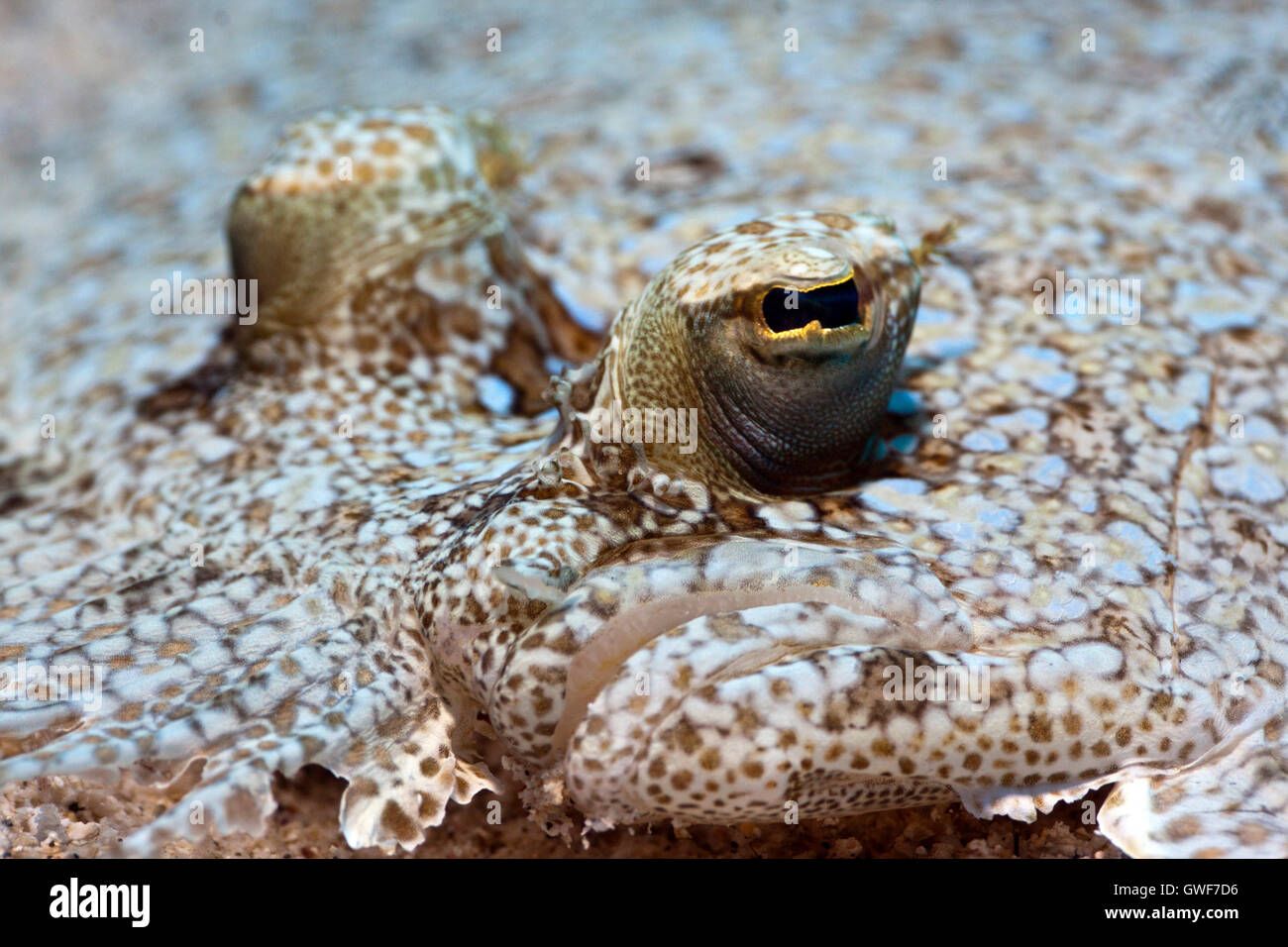 An adult flounder (Bothus sp) hides in the sand offshore from Kona Stock Photo
