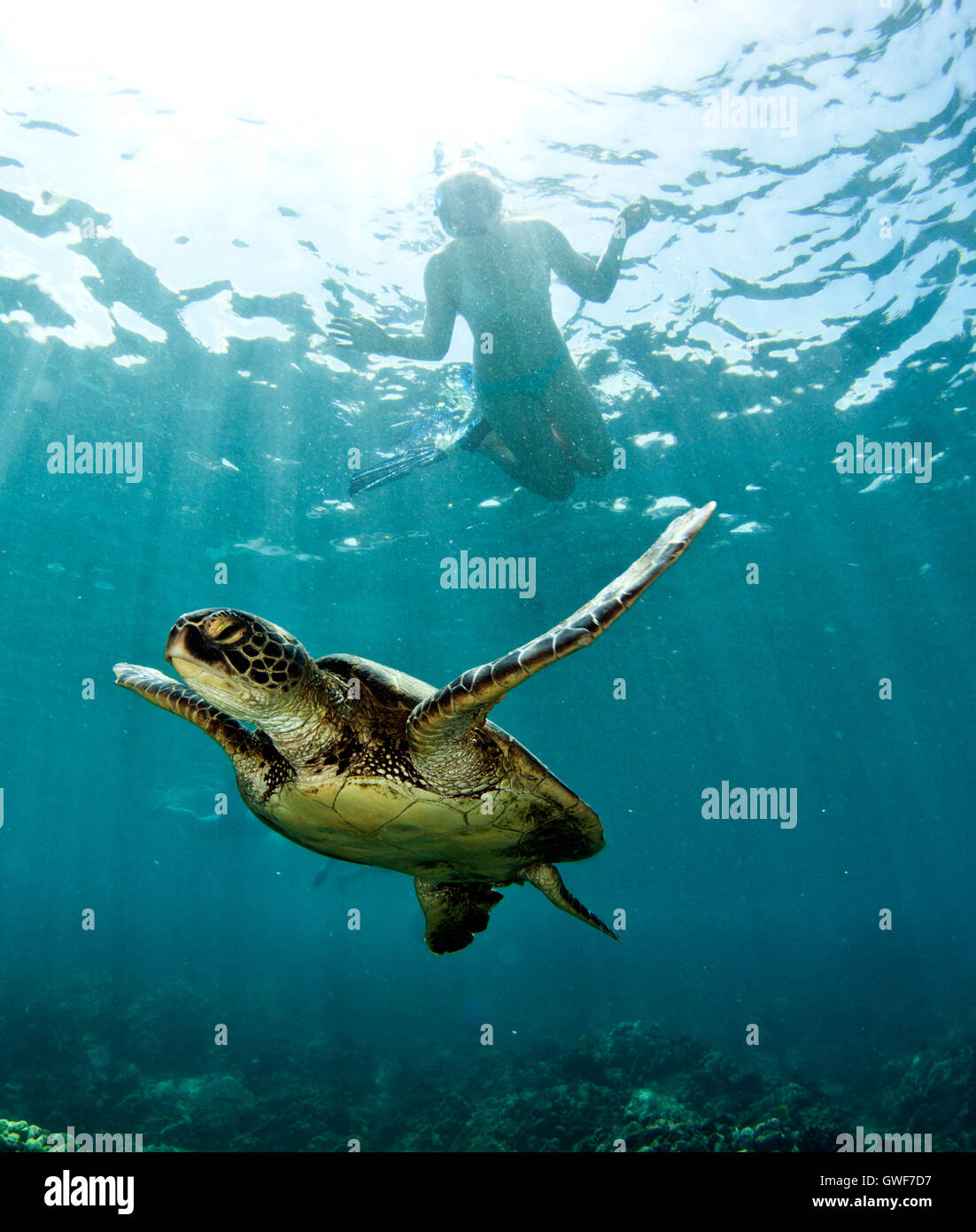 Green sea turtles are a staple of Hawaiian marine life.  They can be seen cruising over reefs, getting a spa at a local cleaning Stock Photo