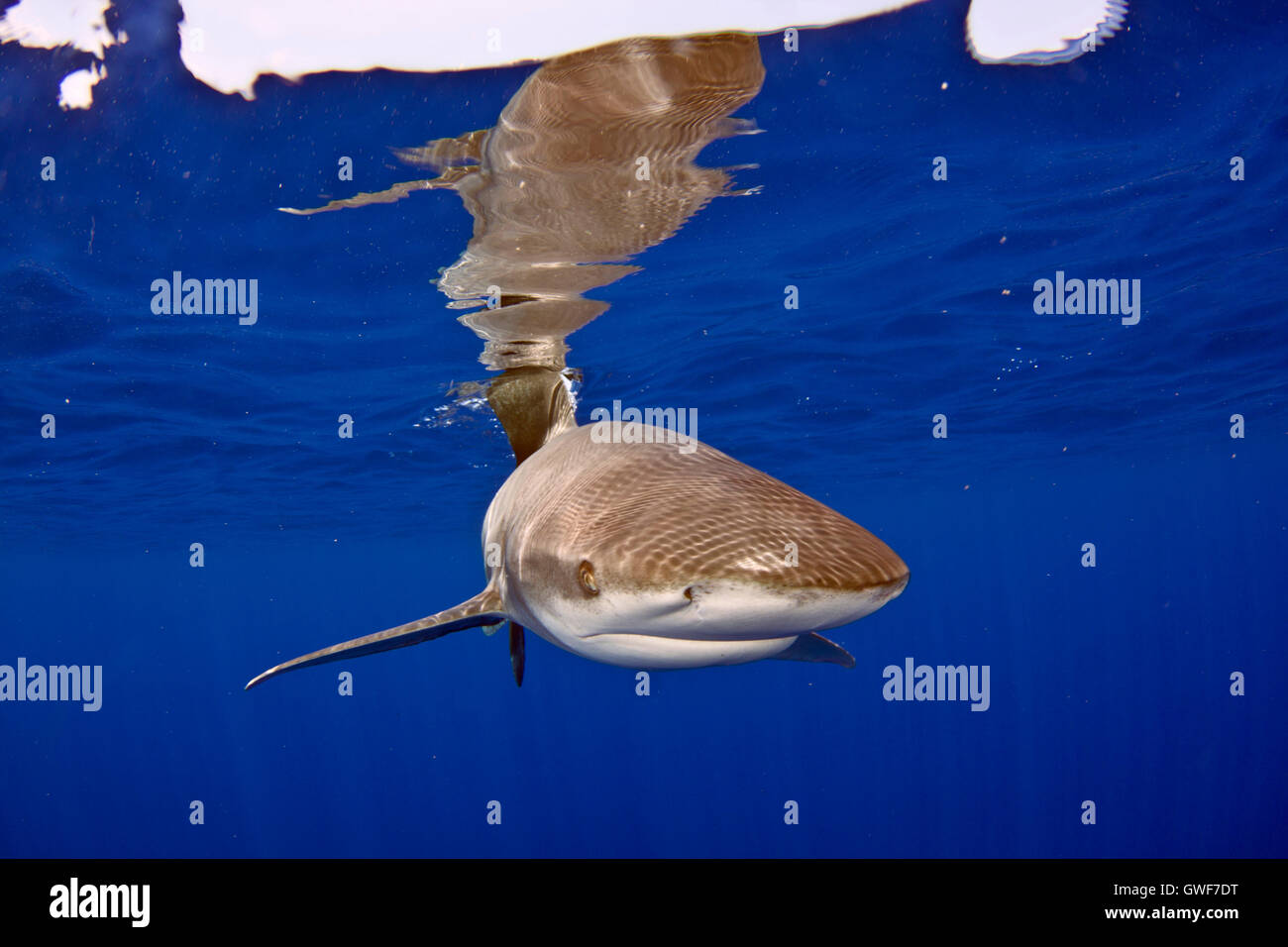 Oceanic whitetip populations have declined by more than 90% since the 1950's due to overfishing.  Their bold nature makes the sh Stock Photo