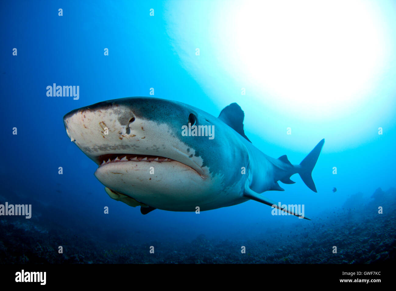 A tiger shark swims over the reef at Kona, Hawaii Stock Photo