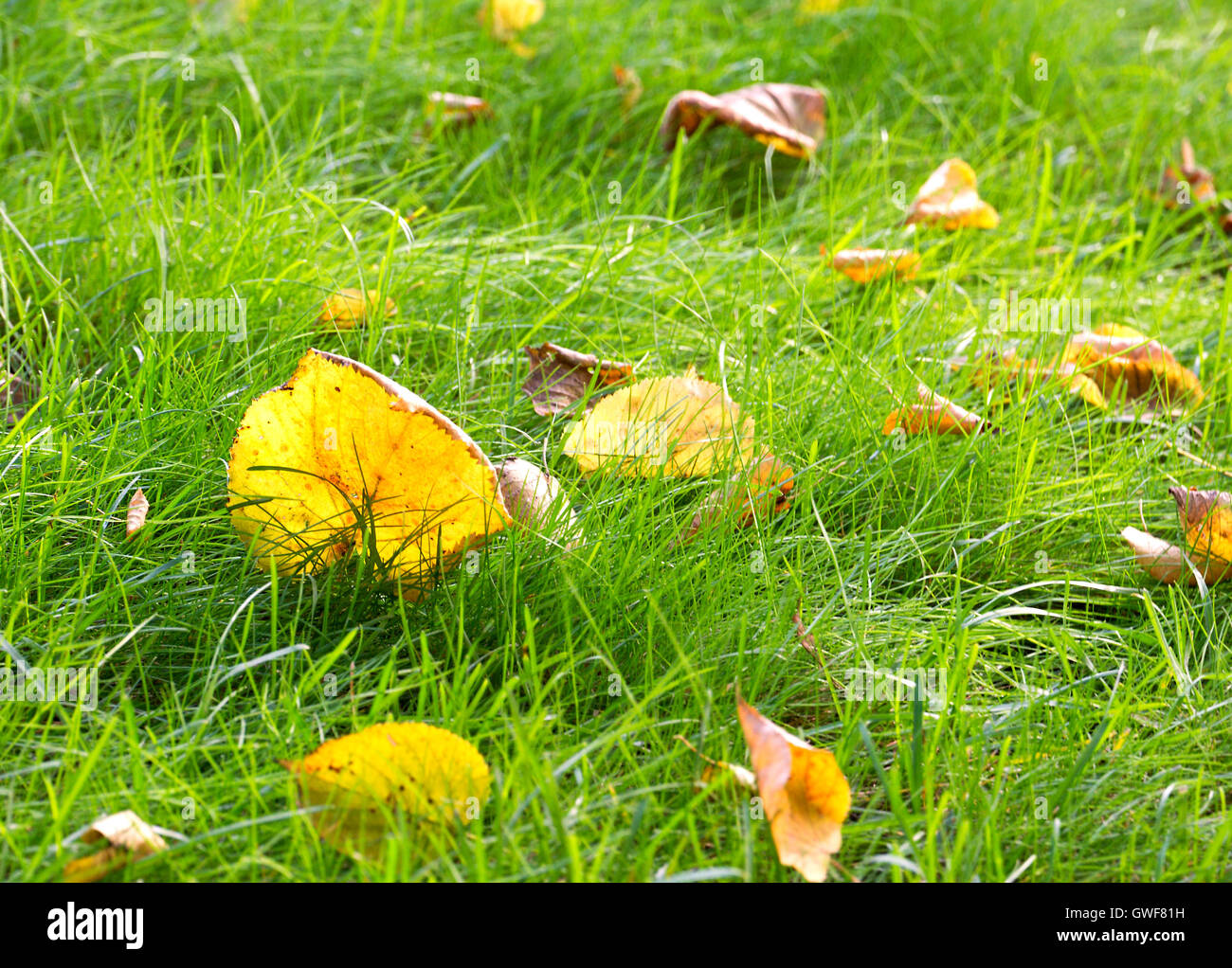 Autumn seasonal nature background (backdrop) pattern: yellow  foliage (leaves) on the ground covered by green grass. Stock Photo