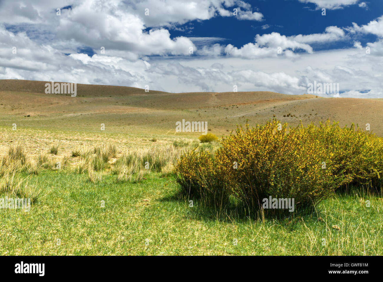The summer Altai landscape (Russia): steppe covered by partially dry grass  and a bush with yellow flowers Stock Photo - Alamy