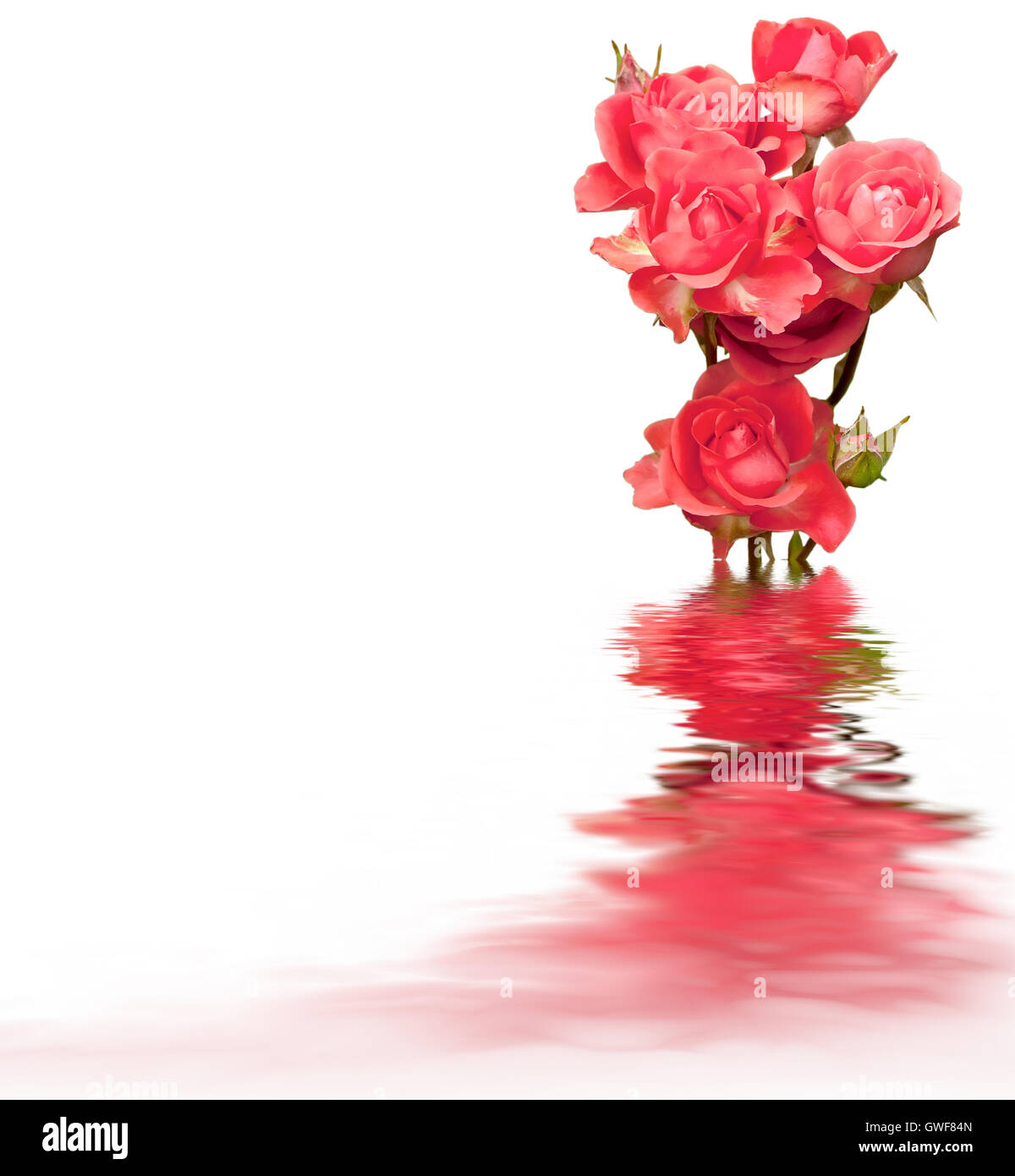 Floral Background Pink Rose Flowers Isolated Over A White Backdrop