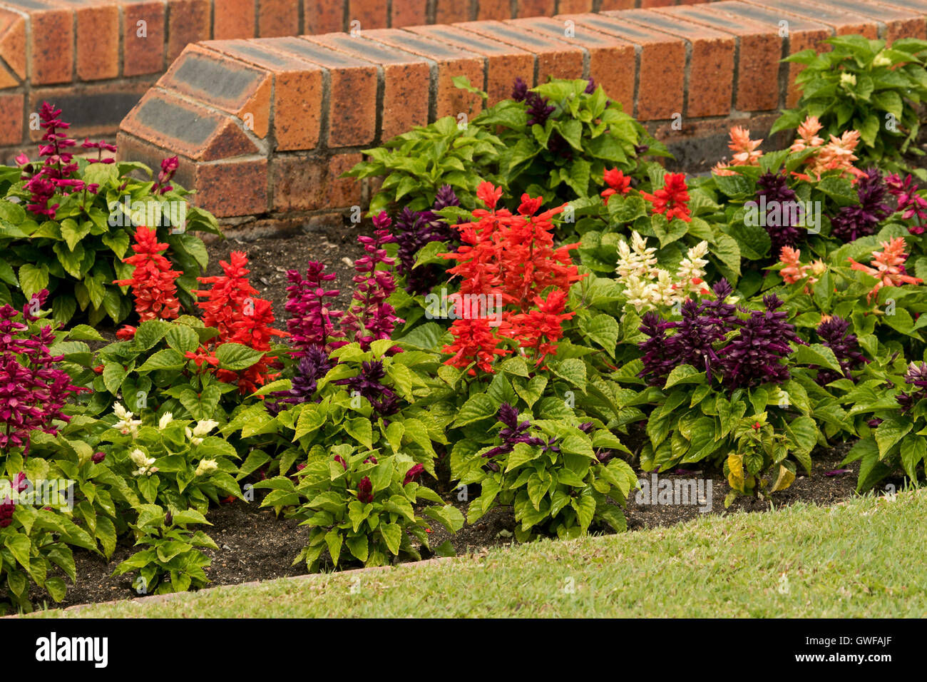 Multi-coloured annuals, salvia flowers, bright red, dark red, orange, & cream with emerald green leaves against brown brick wall Stock Photo