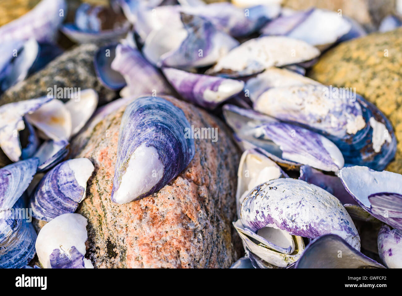Broken and weathered clam shells on rocky beach Stock Photo Alamy