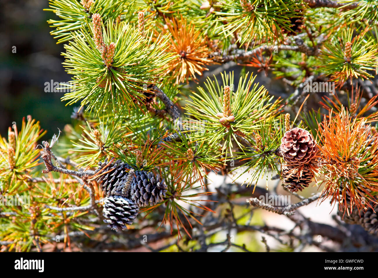 Close-up view of pine tree needles and cones Stock Photo - Alamy