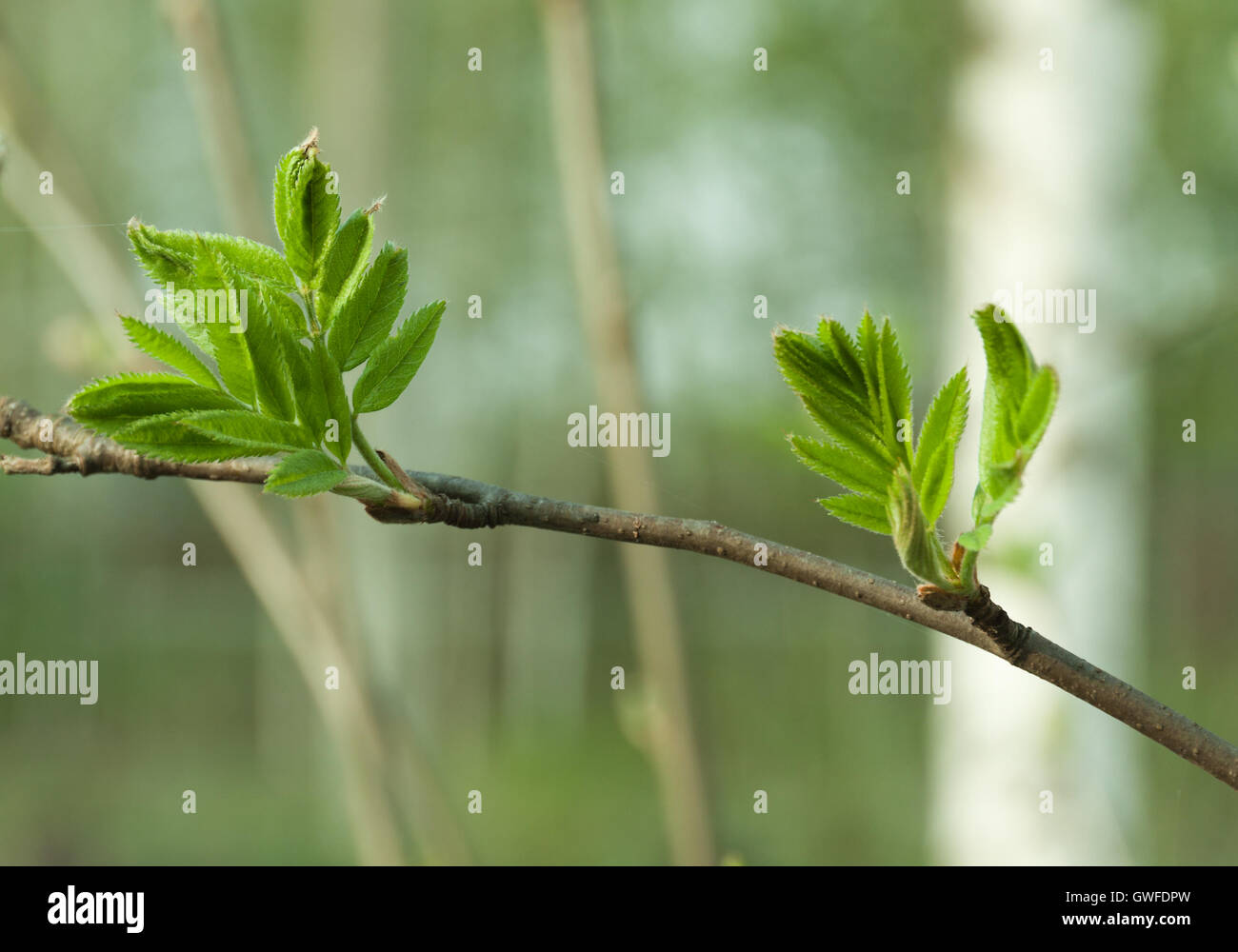 Natural seasonal spring eco backgrond: pattern of rowan-tree / mountain ash branch with young fresh foliage Stock Photo