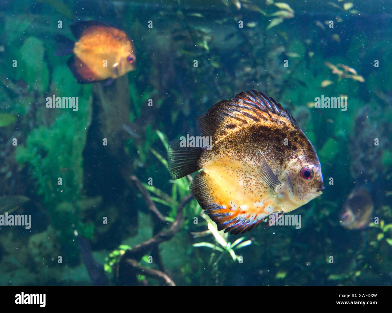 Morph of exotic tropical fish swimming in aquarium. Can be used as a wallpaper or postcard. Stock Photo