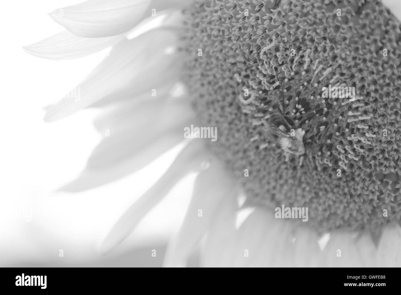 Blue sky and sunflower Black and White Stock Photos & Images - Alamy