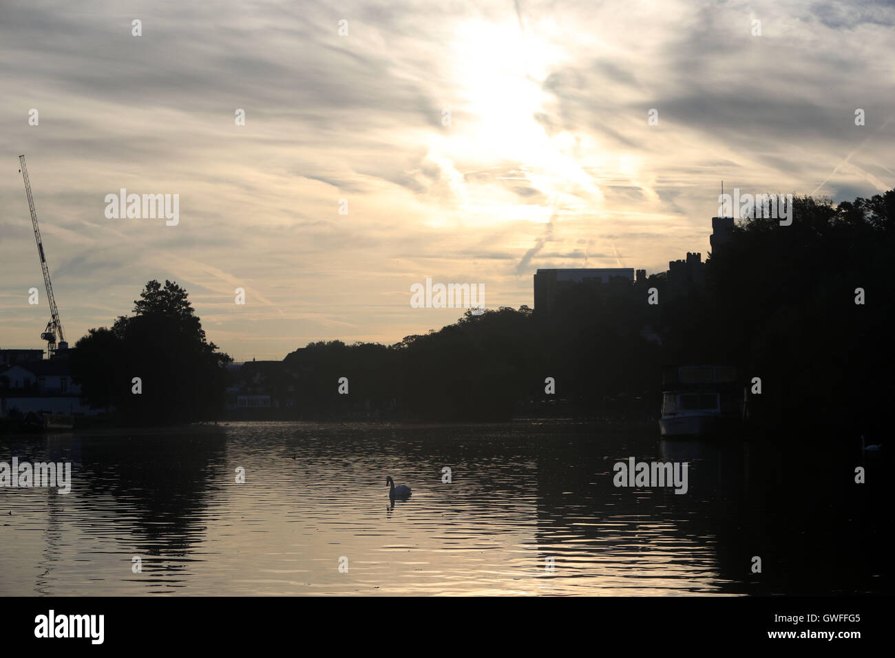 A swan on the river Thames in Eton, Berkshire, at the start of what could be the hottest September day in more than 50 years. Stock Photo