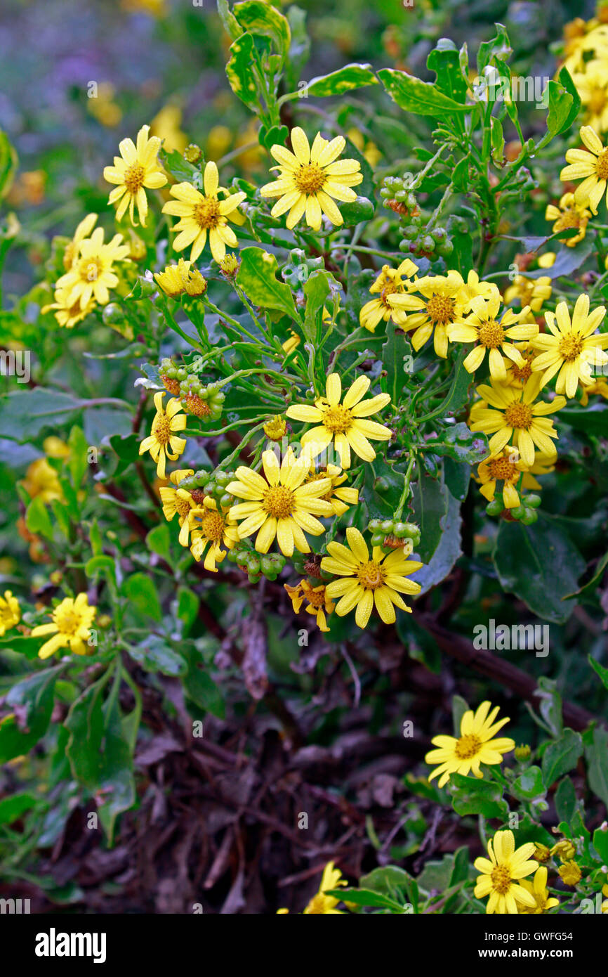 Bietou (Chrysanthemoides monilifera )also called Tick Berry, Bosluisbessie, or Weskusbietou in South Africa. Stock Photo