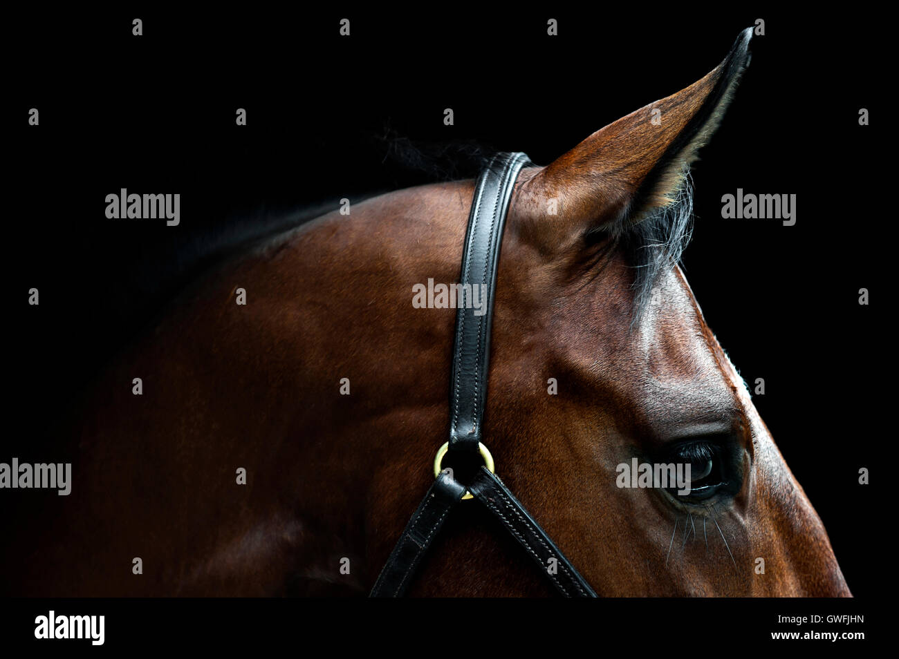 Cropped profile of the head of Alfie, Oldenburger gelding, alert with halter. Stock Photo