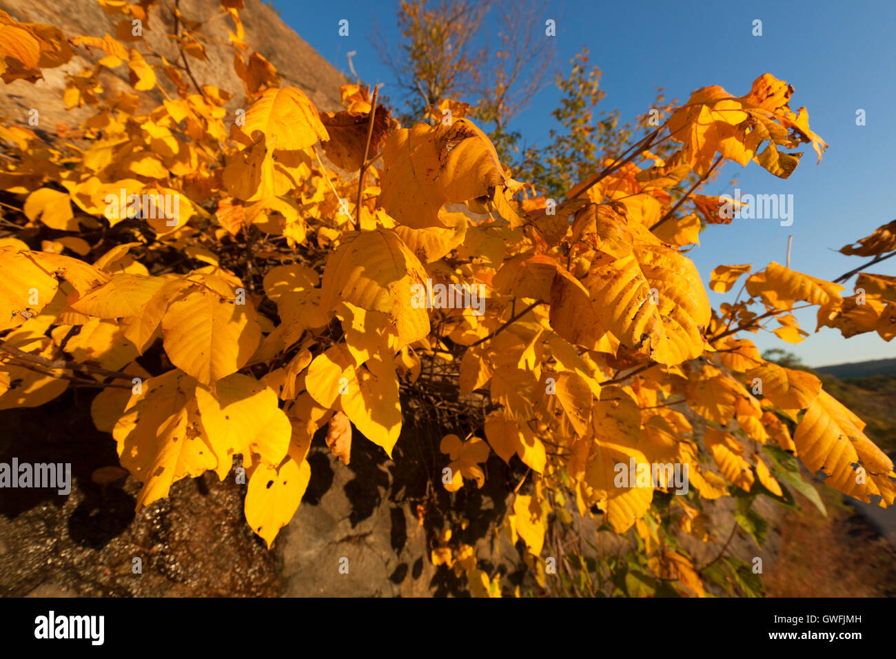 Beautiful Fall scenery in Upstate New York Stock Photo Alamy
