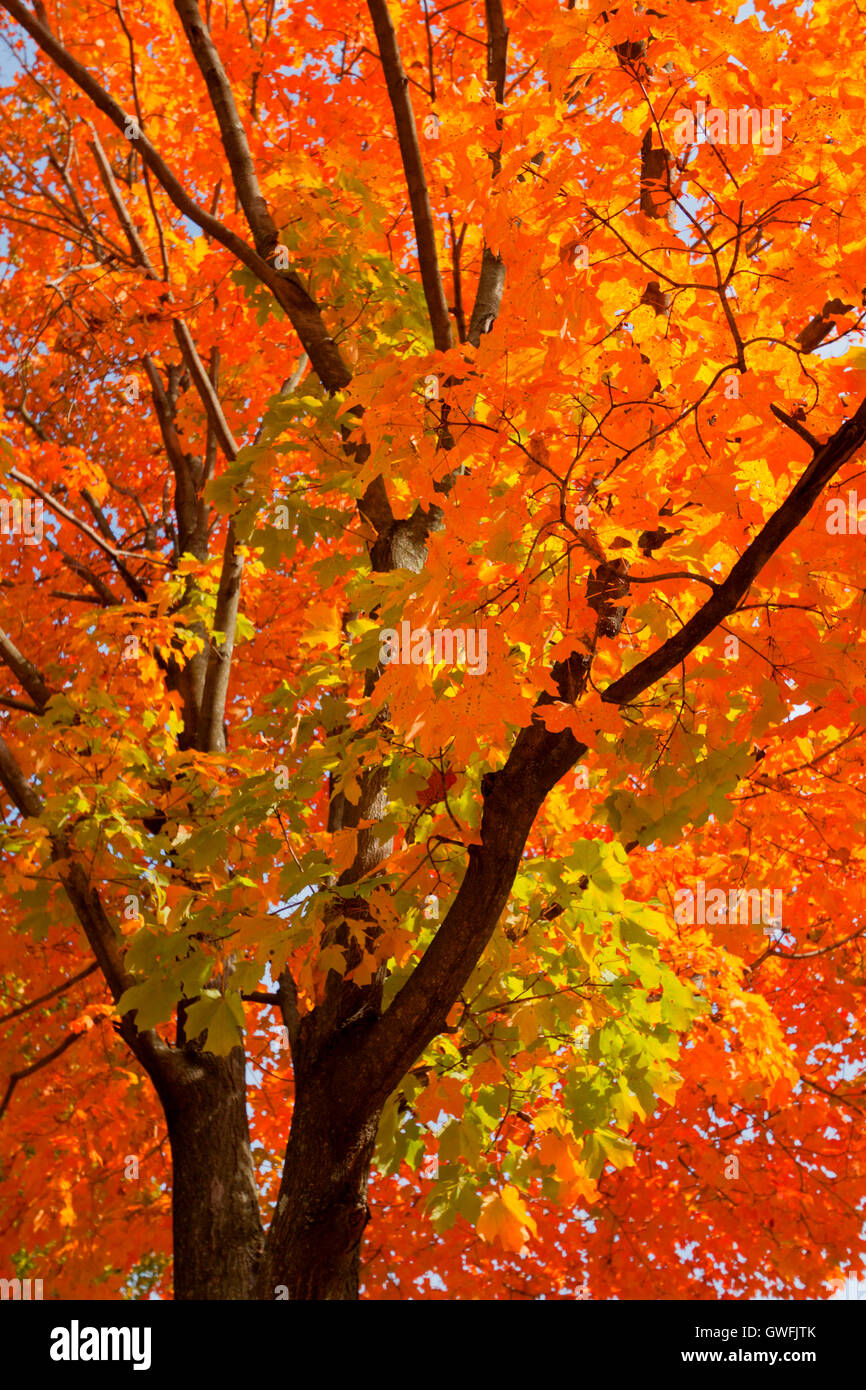 beautiful-fall-scenery-in-upstate-new-york-stock-photo-alamy